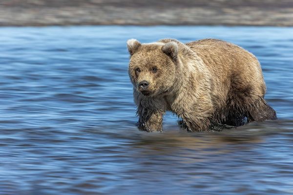 Jones, Adam 아티스트의 Grizzly bear cub-Lake Clark National Park and Preserve-Alaska작품입니다.